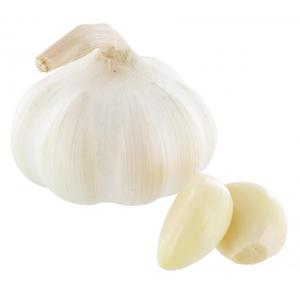 Bio Knoblauch