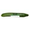 Iceland Cucumber 
