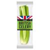 Iceland British Celery 