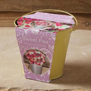 Beautifleur Pantone Bucket Sweet Pea