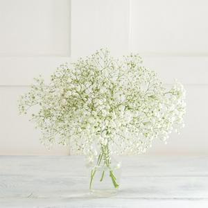 Sainsbury's Gypsophila Bouquet (Baby's Breath)