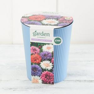 Sainsbury's Mixed Cornflower in Zinc Bucket