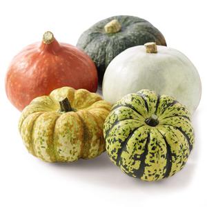 Halloween Aaahmazing Mixed Squash Each