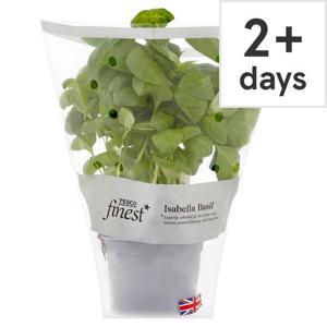 Tesco Finest Isabella Basil Medium Pot