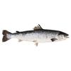 SuperValu Whole Salmon Fish (1.5 kg)