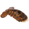 Wegmans Wild  Lobster Tail, Cold Water (4.5-6 oz size)