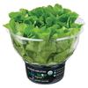 Fresh2O Growers Organic Hydro Green Leaf Lettuce