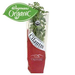 Shenandoah Growers Cilantro, Organic