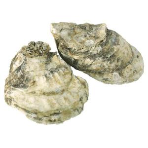 Wegmans Chesapeake Bay  Oysters