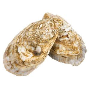 Wegmans Blue Point Cape Neddick Oysters