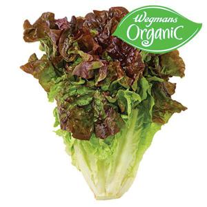 Wegmans Organic Red Leaf Lettuce