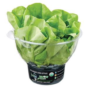 Fresh2o Organic Hydro Boston Lettuce