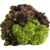 Carrefour Salade Multicolor