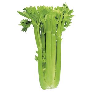 PLUS Bleekselderij