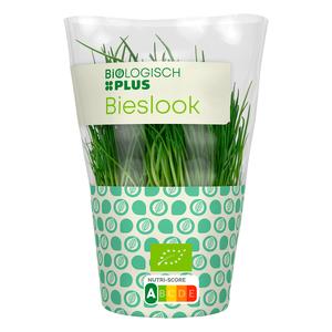 Biologisch PLUS Bieslook