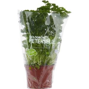 AH Biologisch Platte peterselie pot