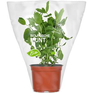 AH Biologisch Munt pot