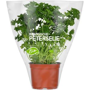 AH Biologisch Peterselie pot