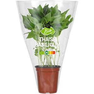 AH Biologisch Thaise basilicum