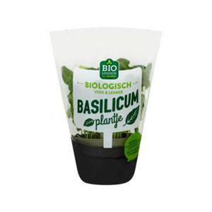 Jumbo Basilicum Plantje