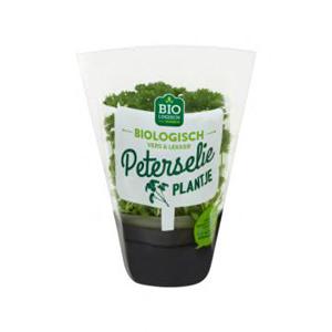 Jumbo Peterselie Plantje Biologisch