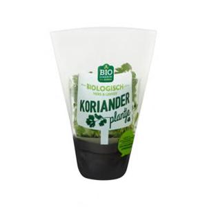 Jumbo Koriander Plantje Biologisch