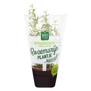 Jumbo Biologisch Rozemarijn Plantje