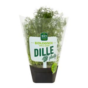 Jumbo Biologisch Dille Plantje