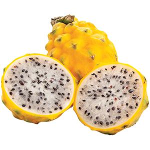 Amazing Oriental Pitahaya Yellow