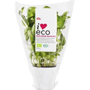 ICA I love eco Basilika Ekologisk 1-p KRAV