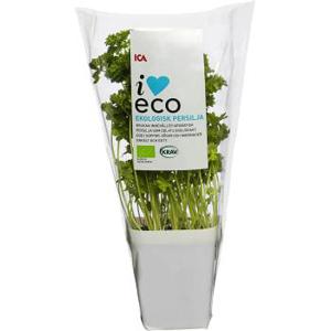 ICA I love eco Persilja i kruka Ekologisk 1-p KRAV Klass 1