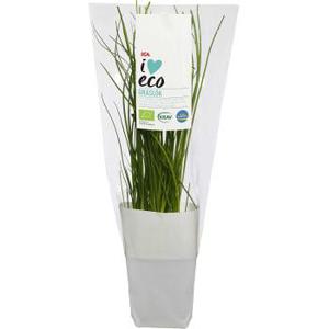 ICA I love eco Gräslök  i kruka Ekologisk 1-p KRAV Klass 1