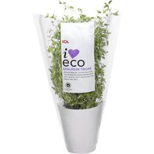 ICA I love eco Timjan i kruka Ekologisk 1-p KRAV