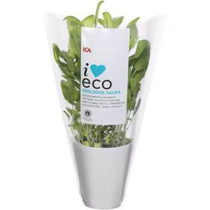 ICA I love eco Salvia Ekologisk 1-p KRAV Klass 1