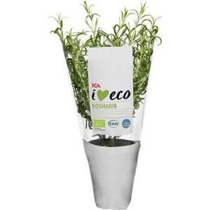 ICA I love eco Rosmarin Ekologisk 1-p KRAV