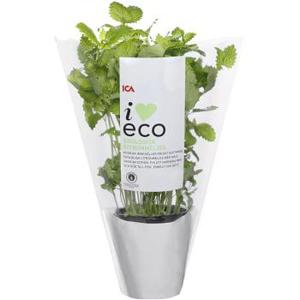 ICA I love eco Citronmeliss Ekologisk 1-p KRAV Klass 1