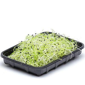 Frukt & Grönt Vitlöksgroddar 50g EKO/KRAV Klass1