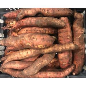Frukt & Grönt Sötpotatis Svensk 600g Klass1