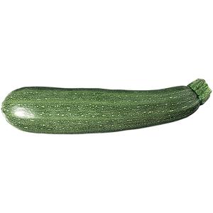 Kl 1. Holland Zucchini Grön