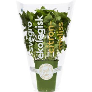 Orto Novo AB Citronmeliss Kruka EKO Klass1