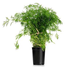 Frukt & Grönt Dill Kruka EKO Klass1