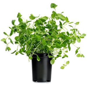 Frukt & Grönt Oregano Kruka EKO Klass1