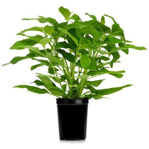Frukt & Grönt Salvia Kruka EKO Klass1