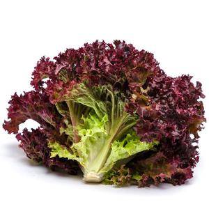 Frukt & Gront Sallat Huvud Lollo Rosso Klass1