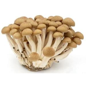 Frukt & Gront Svamp Shimeij brun Klass1 150g