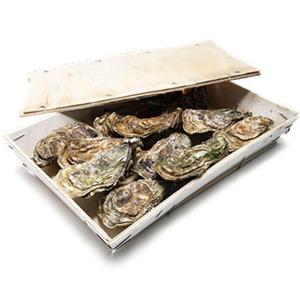 Orust Shellfish Ostron Table Grown 1kg Bergfalk