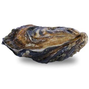La Belle Huitre Ostron Gold Beach 1kg Bergfalk