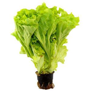 Frukt & Grönt Plocksallad Kruka EKO Klass1