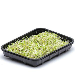 Frukt & Grönt Broccoligroddar 50g EKO/KRAV Klass1