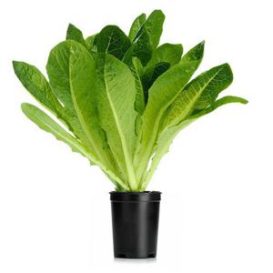Orto Novo AB Romansallad Kruka EKO Klass1